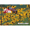 Maryland Flag and Black-eyed Susans Postcard