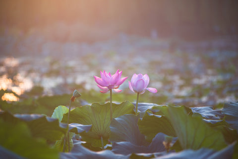 Two beautiful blue lotus flowers