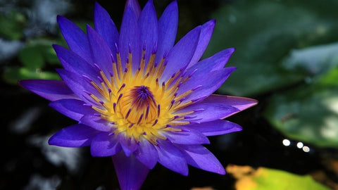 A blooming blue lotus flower