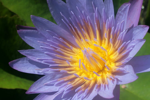 Close up shot of blue lotus