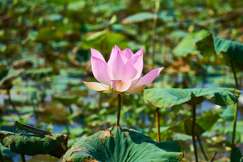 Blue lotus flower