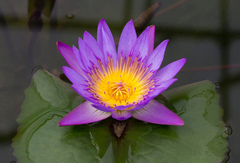 Blue lotus flower on the pond