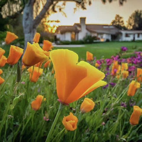 A california poppy flower planted at the backyard