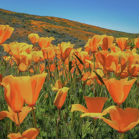 A vibrant landscape of a california poppy flowers