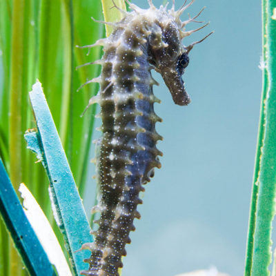 Short snouted seahorse