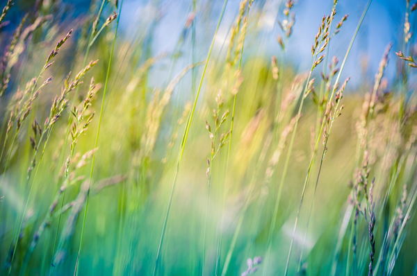 Wild grasses