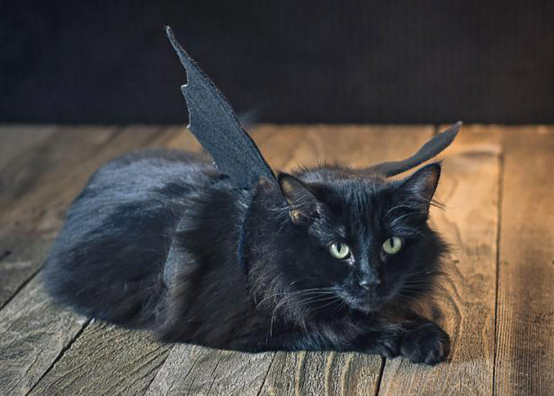 bat cat costume