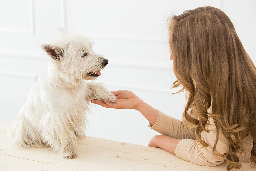 dog handshake