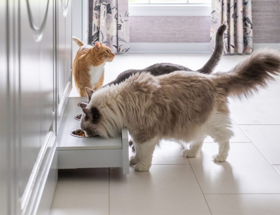 cats eating from feeding drawer