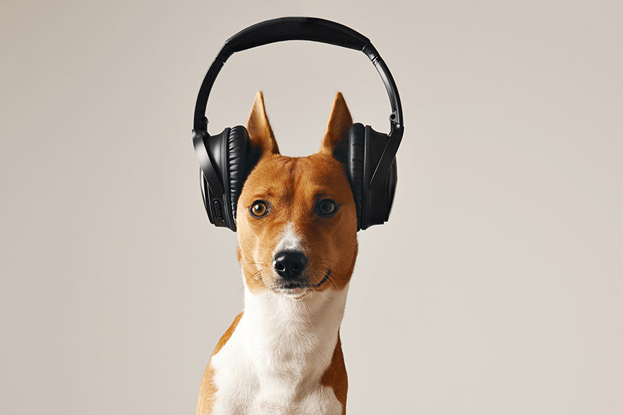 dog with headphones