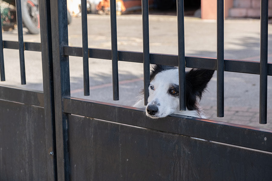 dog behind gate