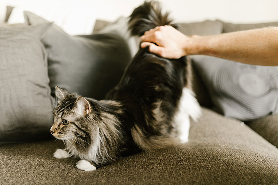 cat on couch