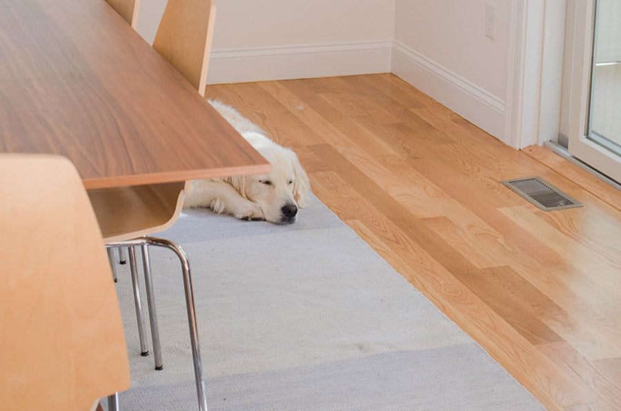 dog laying on floor