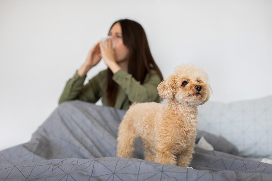 woman sneezing dog on bed