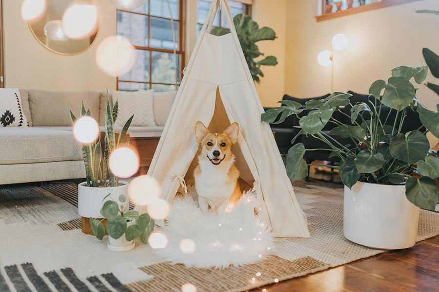 dog in tent