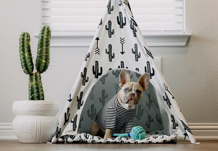 dog in tent bed