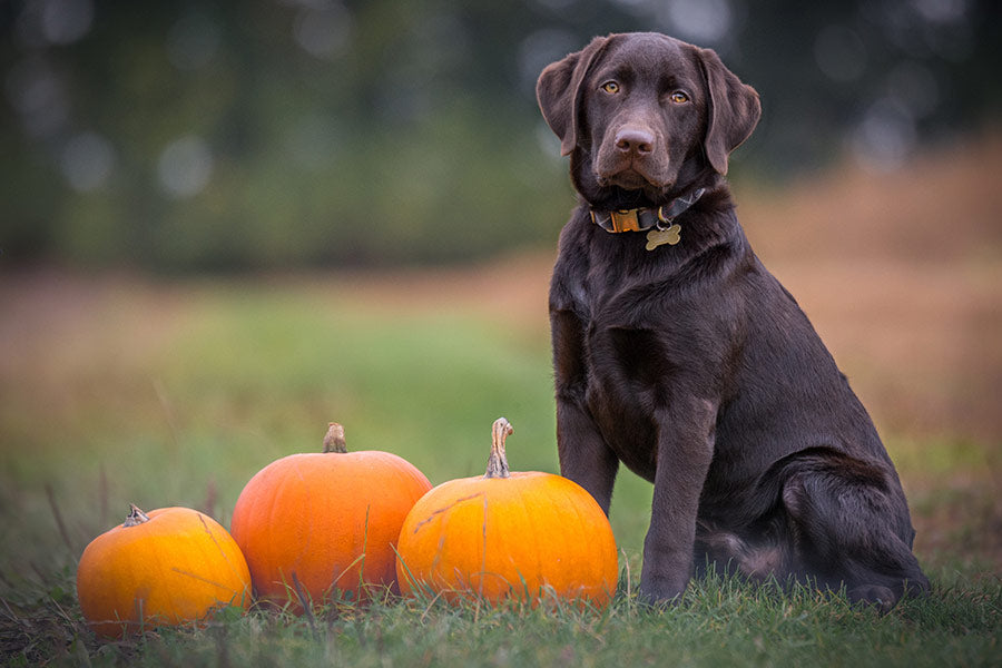 dog with pumpkin
