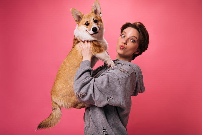 corgi picked up by woman pink background