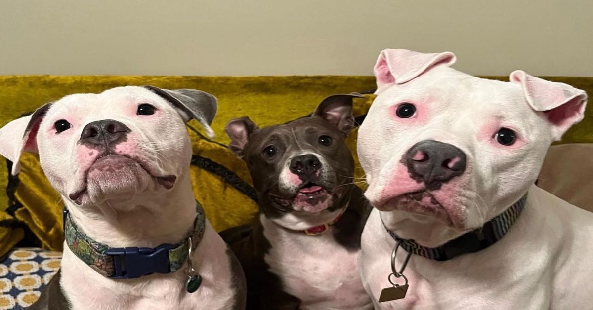 three pit bull dogs