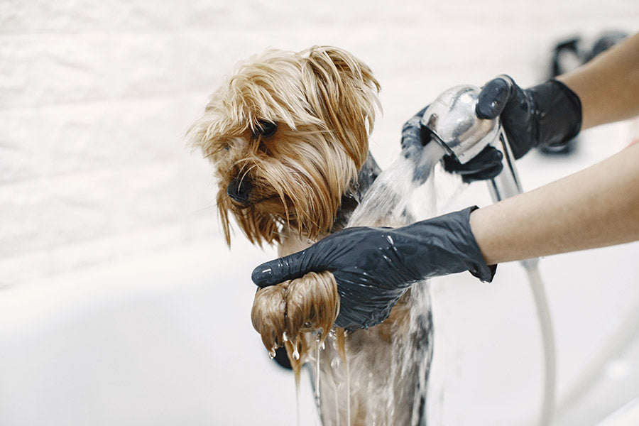 washing dog paw