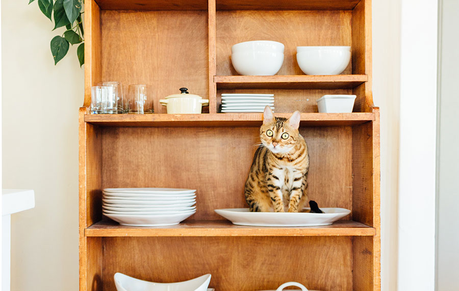 cat sitting in bowl on shelf