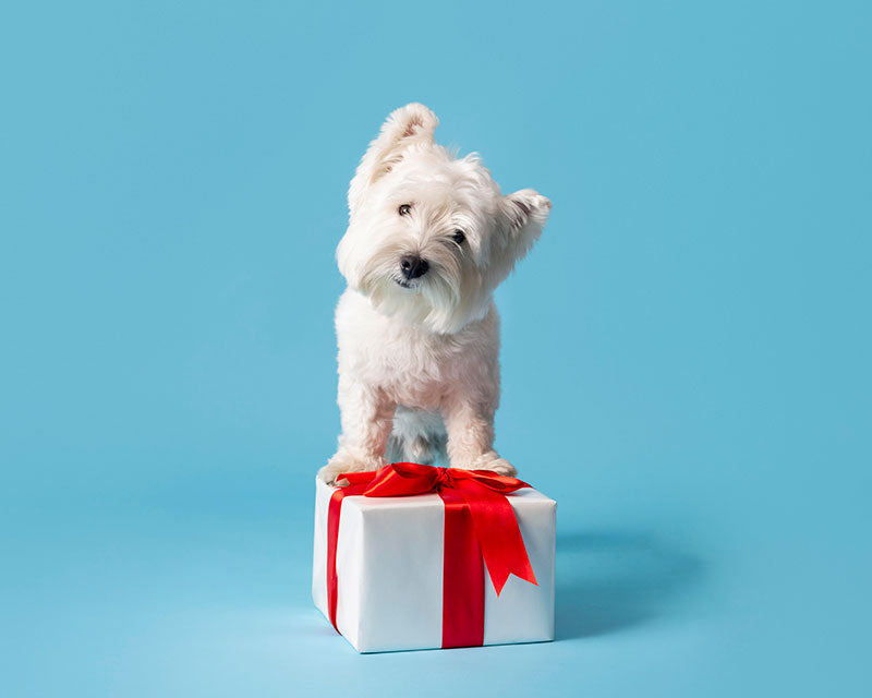 dog standing on gift