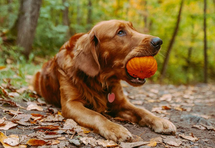 dog holding pumpkin