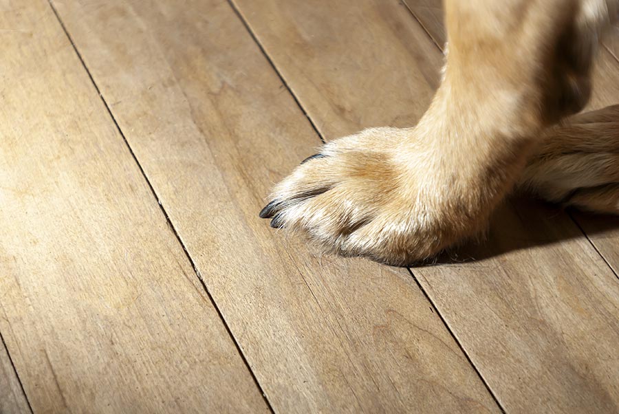 wood floor dog paw