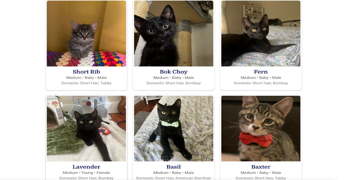 website images of adoptable cats