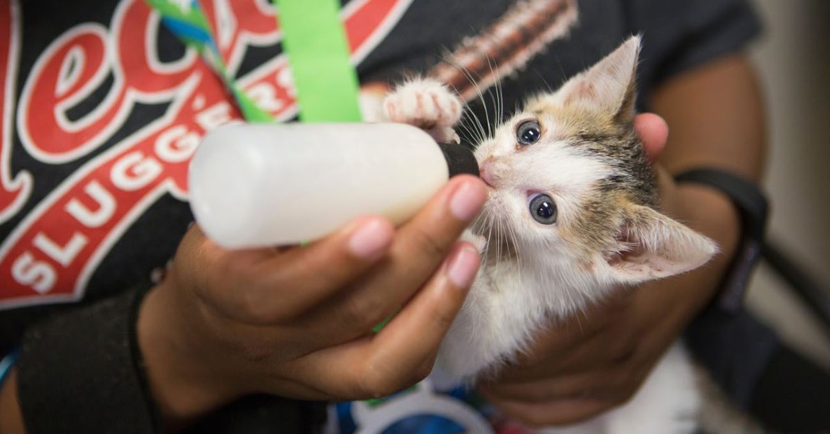 kitten being bottle fed by person