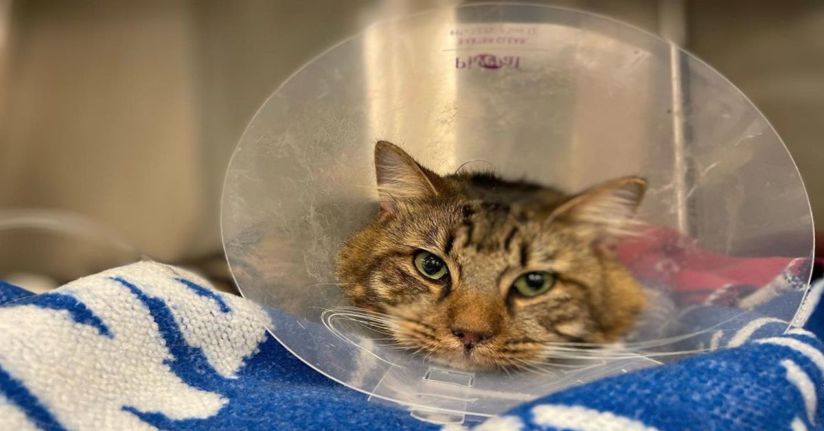 Brown Tabby Cat In Cone