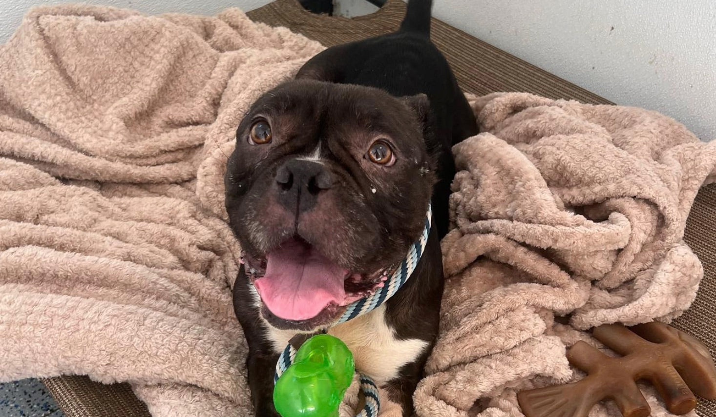 brown pit bull with green toy