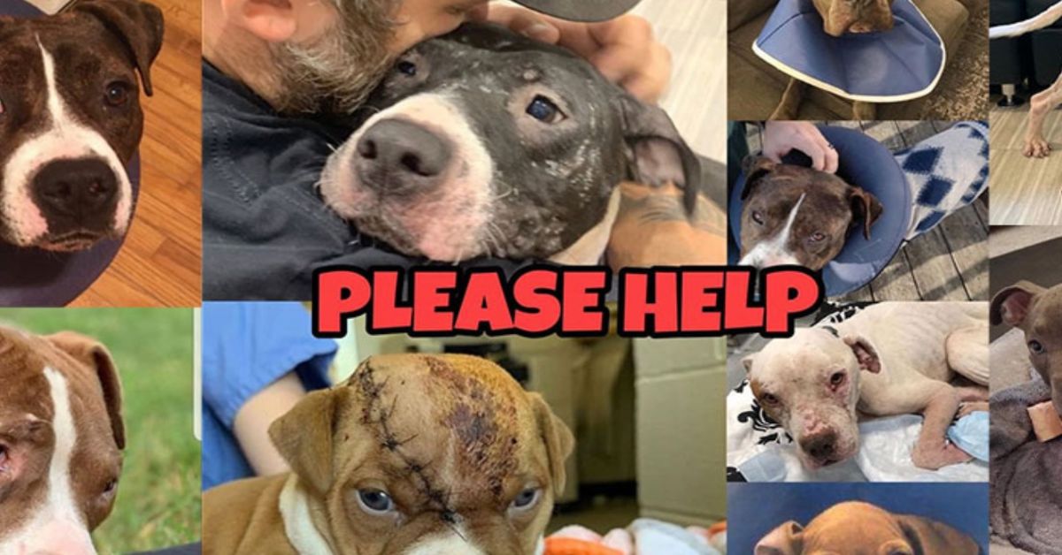 help Philly Bully Team Dogs