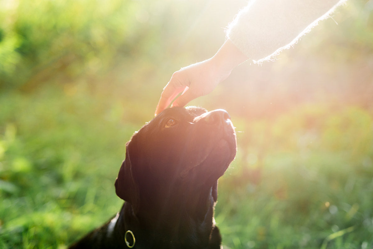 dog standing in sunlight