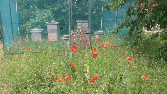 perivale apiaries