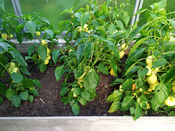 Peppers growing in garden greenhouse