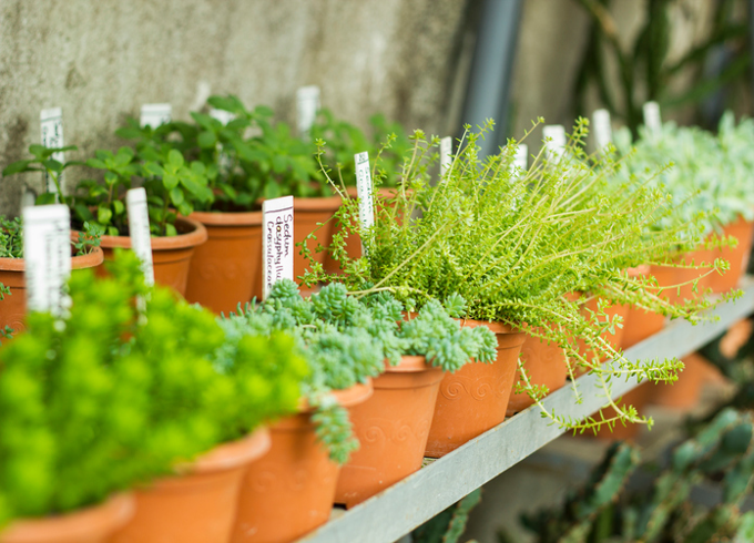 Shelving in a small wooden greenhouse