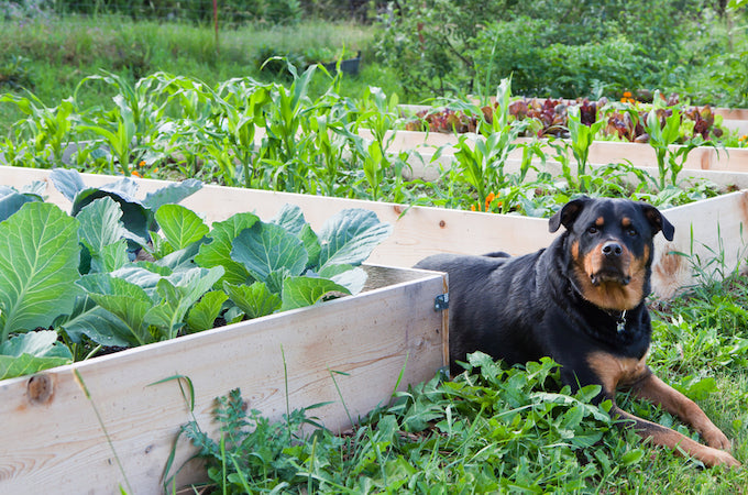 dog landscaping