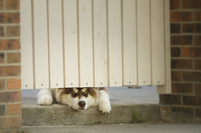 husky under gate