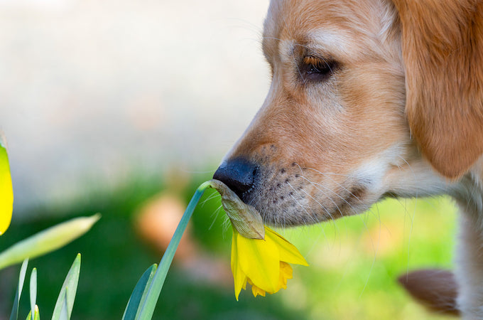 dog amongst plants