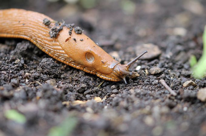 garden slug