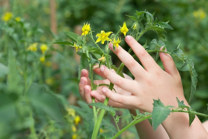 Children's hands holding tomato flowers