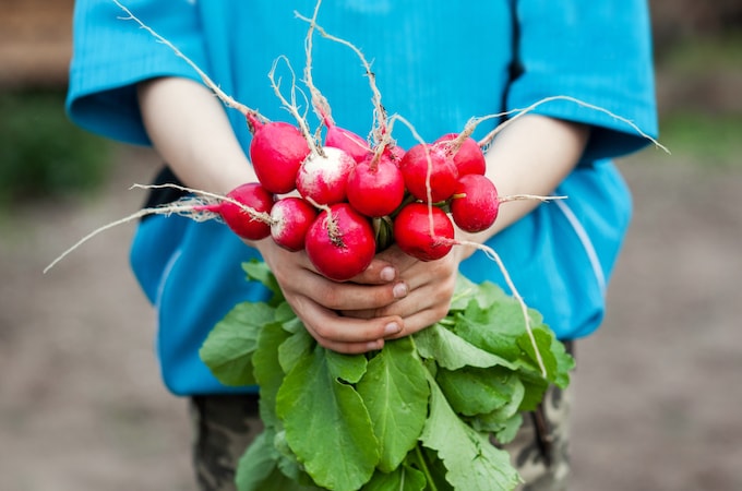 Kid holding harvested radishes