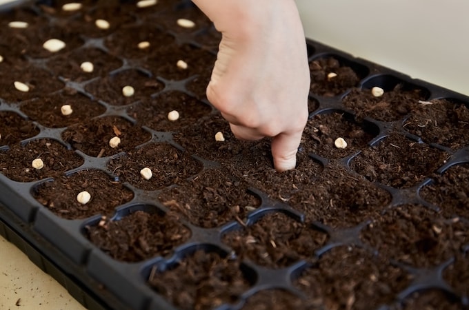 Sowing seeds in module trays