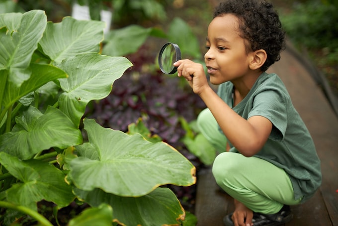 Little child examining green leaves