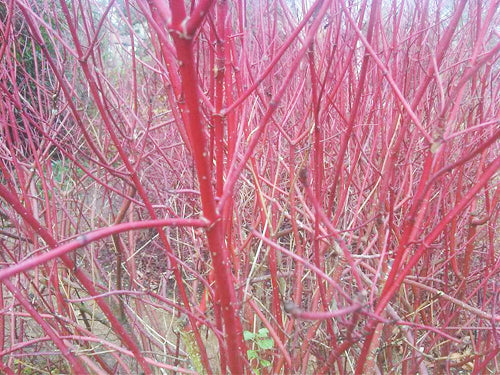 Pussy Willow Close Up