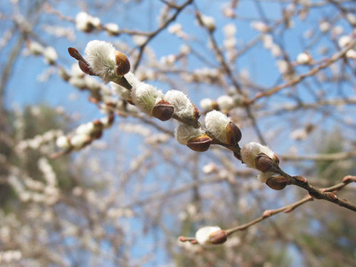 Close up of Magnolia Tree Flowers