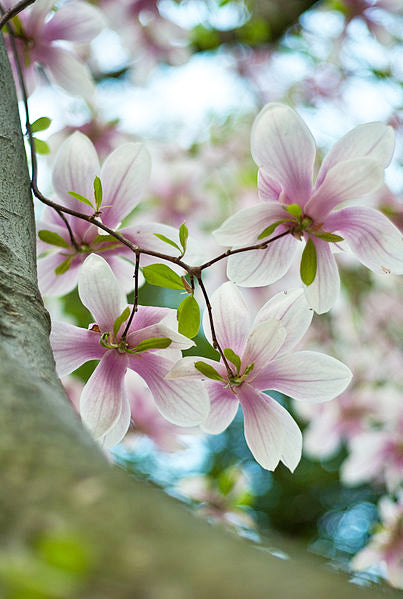 Amelanchier close up bright