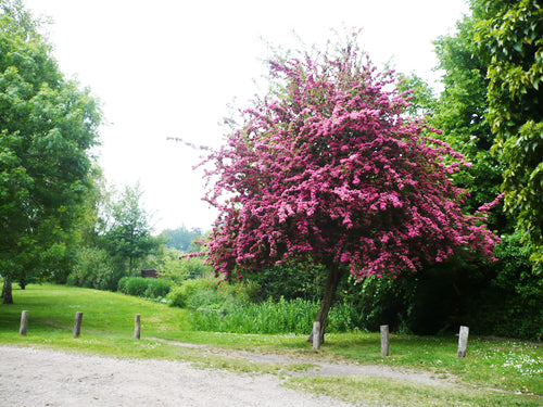 Chinese Red Bud Tree in bloom