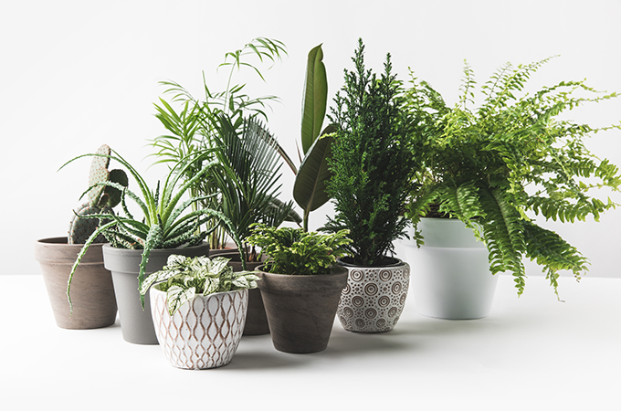 Group of houseplants with decorative pots